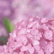 ヒメ日記 2026/06/01 12:16 投稿 おとは タレント倶楽部Around40