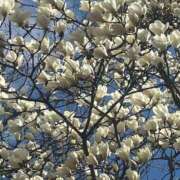 ヒメ日記 2025/03/30 13:54 投稿 はな 池袋おかあさん