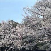 ヒメ日記 2025/04/06 10:04 投稿 はな 池袋おかあさん