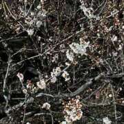 ヒメ日記 2026/01/16 18:14 投稿 はな 池袋おかあさん