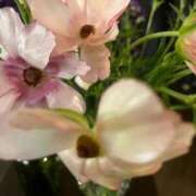 はな 今週の予定です✨ 池袋おかあさん