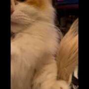 ヒメ日記 2024/12/22 20:28 投稿 宝生 さわ マーベリック横浜