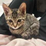 ヒメ日記 2025/11/24 20:03 投稿 やよい☆連日完売素人JK JKサークル