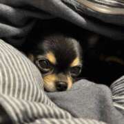 ヒメ日記 2026/01/10 03:15 投稿 里香 谷町人妻ゴールデン倶楽部