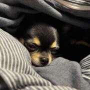 ヒメ日記 2026/02/07 06:00 投稿 里香 谷町人妻ゴールデン倶楽部