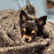 ヒメ日記 2026/03/03 03:20 投稿 里香 谷町人妻ゴールデン倶楽部