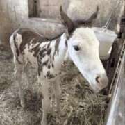 里香 おはよう！ 谷町人妻ゴールデン倶楽部