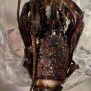 ヒメ日記 2025/11/01 21:36 投稿 める 贅沢なひと時