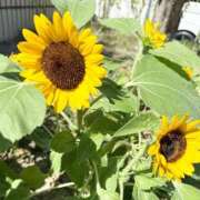 ヒメ日記 2025/07/30 15:33 投稿 杏音-ANON- luxury aroma 咲