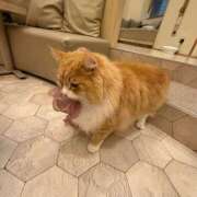 ヒメ日記 2026/02/19 20:53 投稿 杏音-ANON- luxury aroma 咲