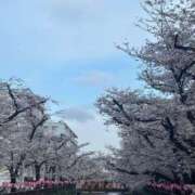 ヒメ日記 2026/04/02 04:12 投稿 さつき【Ｓ級最高東北美人】 STELLA TOKYO－ステラトウキョウ－