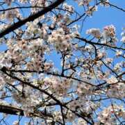 ヒメ日記 2026/04/13 04:05 投稿 さつき【Ｓ級最高東北美人】 STELLA TOKYO－ステラトウキョウ－