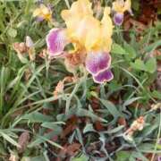 ヒメ日記 2025/05/22 18:20 投稿 まりこ 熟女の風俗最終章 町田店