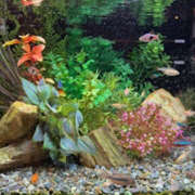 ヒメ日記 2025/06/01 18:29 投稿 まゆこ 奥鉄オクテツ神奈川店（デリヘル市場グループ）