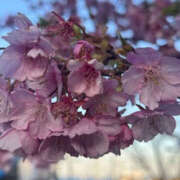 まゆこ 本日の♡様へ 奥鉄オクテツ神奈川店（デリヘル市場グループ）