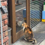 ヒメ日記 2025/01/06 14:53 投稿 まゆこ 奥鉄オクテツ東京店（デリヘル市場）