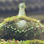 ヒメ日記 2025/01/22 22:23 投稿 まゆこ 奥鉄オクテツ東京店（デリヘル市場）