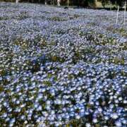 ヒメ日記 2025/04/14 20:52 投稿 つぼみ 熟女の風俗最終章 池袋店