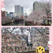 ヒメ日記 2025/04/04 09:22 投稿 つぐみ sakura