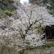 佐山みどり お花見 若奥サマンサ（横浜ハレ系）