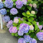 ヒメ日記 2025/06/14 07:36 投稿 雪美【ゆきみ】 輝女