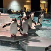 ヒメ日記 2026/01/05 14:00 投稿 雪美【ゆきみ】 輝女