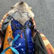 ヒメ日記 2024/12/11 03:14 投稿 黒木 シャトーペトラ