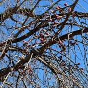 ヒメ日記 2026/03/17 00:26 投稿 黒木 シャトーペトラ