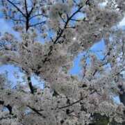 ヒメ日記 2025/04/06 10:18 投稿 ちひろ 京都回春性感マッサージ倶楽部