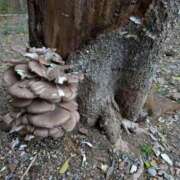 ヒメ日記 2025/11/18 07:08 投稿 ちひろ 京都回春性感マッサージ倶楽部