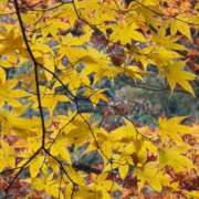 ヒメ日記 2025/11/27 07:52 投稿 はるか 浜松人妻援護会