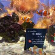 ヒメ日記 2024/12/20 20:31 投稿 生田　ほたる NADIA京都店