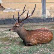 ヒメ日記 2025/12/02 14:30 投稿 生田　ほたる NADIA京都店