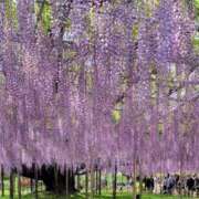 ヒメ日記 2025/05/08 12:00 投稿 みほ ナイスレディ