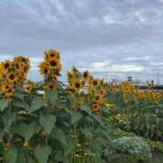 ヒメ日記 2025/07/23 12:30 投稿 みほ ナイスレディ