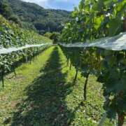 ヒメ日記 2025/09/18 12:30 投稿 みほ ナイスレディ