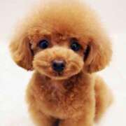 ヒメ日記 2025/11/15 12:30 投稿 みほ ナイスレディ