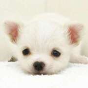 みほ ありがとう ナイスレディ