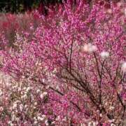 みほ ハイキング ナイスレディ