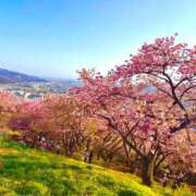 ヒメ日記 2026/03/01 12:30 投稿 みほ ナイスレディ