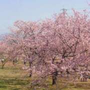 ヒメ日記 2026/03/25 12:15 投稿 みほ ナイスレディ