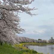 みほ お花見 ナイスレディ