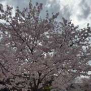 みほ 横浜 ナイスレディ