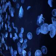 ヒメ日記 2025/09/01 10:06 投稿 天野いくみ ローテンブルク