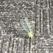 ヒメ日記 2025/09/29 09:54 投稿 天野いくみ ローテンブルク