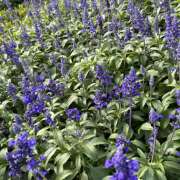 ヒメ日記 2025/10/06 10:56 投稿 天野いくみ ローテンブルク