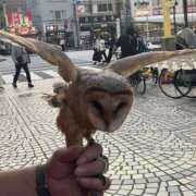 天野いくみ フクロウとお知らせ ローテンブルク