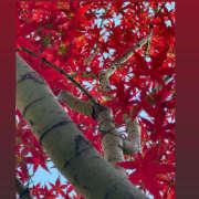 ☆みか☆ 今日いるっ！ VIP Lounge