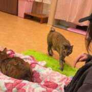 ヒメ日記 2026/05/05 18:25 投稿 さやか♡極上SPコース♡ PANTHER（パンサー）