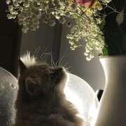 ヒメ日記 2025/03/29 22:42 投稿 ゆら【trip】 アロマエステ アイウィッシュ